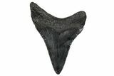 Serrated, Juvenile Megalodon Tooth - South Carolina #302164-1